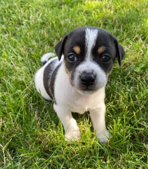 Jack Russell - 3