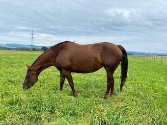 Klisna American Quarter Horse - 3
