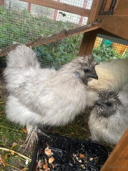 Prodám 2 kohoutky Hedvábničky - 3