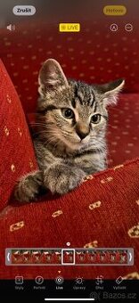 Koťátka - kocourek - 3