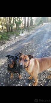 Kane Corso + německý ovčák připuštění - 3