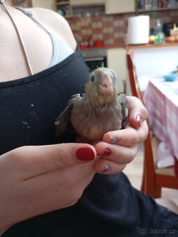 Ručně dokrmená korela - 3