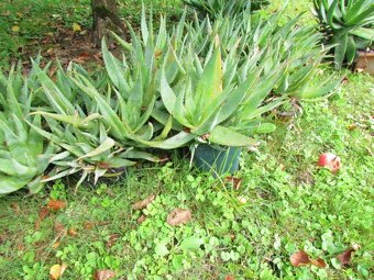 Prodám 20 rostlin léčivé Aloe vera - 3