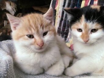 Koťata - 3