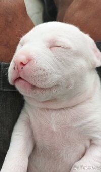 Štene Stafforda - 3