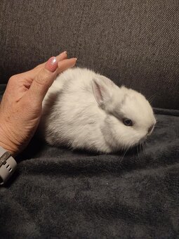 Zakrslý králíček - 3