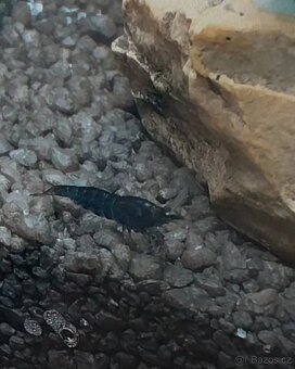 Akvarium/krevetarium - 3