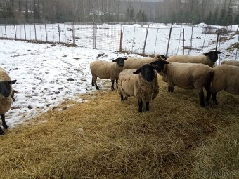 Plemenný beran Suffolk - 3