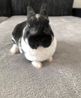 Prodám zakrslého Králíčka - 3