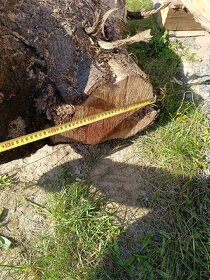 Prodám kmen čas kořene ořechů - 3