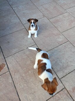 Jack Russel terier - 3