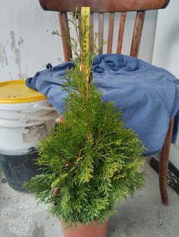 Túje smaragd. - 3