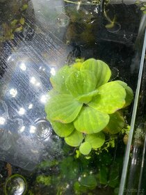 Akvarijní rostliny a rybičky - 3