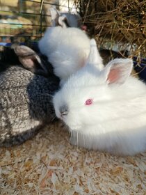 Minifarma u Lenky prodá králíčata - 3
