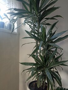 Dracena trojkmen - 3