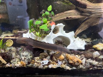 Nabízím k prodeji ryby z akvária - Bichir, pancéřníček - 3