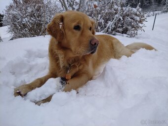 Golden Retriever, zlatý retriever, Zlatý retrívr ke krytí - 3