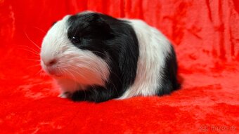 Nabídka morčátek z Kennel MoraVero Cavia - 3