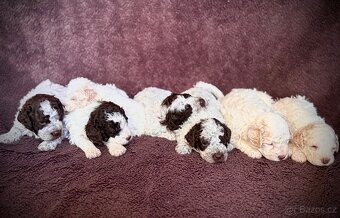 Štěně Lagotto romagnolo s PP (Italský vodní pes) - 3