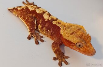 Pagekon řasnatý samice Red 40g - 3