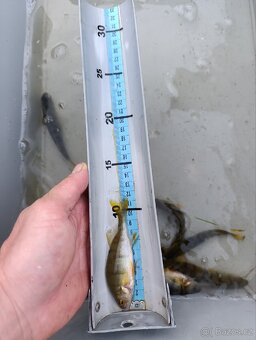 Okoun říční 11 - 14 cm - 3