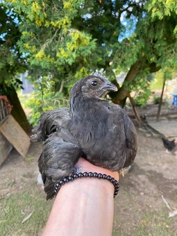 Kuřičky a kohouti - hamburčanka, ayam cemani, araukana - 3
