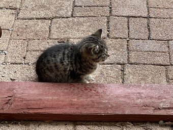 DARUJI KOŤÁTKA - 3