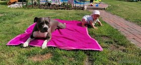 Krytí Americký stafordšírský teriér AST, Amstaf - 3