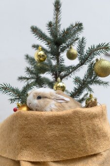 Minilop zakrslý králíček - 3