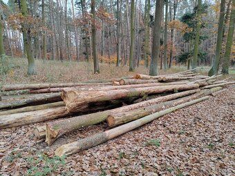 Palivové dřevo na prodej - 3