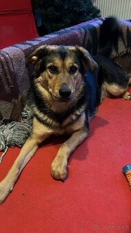 Tibetská doga s vlčákem - 3