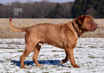 Darujeme odebraného psa bordeauxské dogy - 3