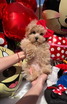 Maltipoo kluci - 3