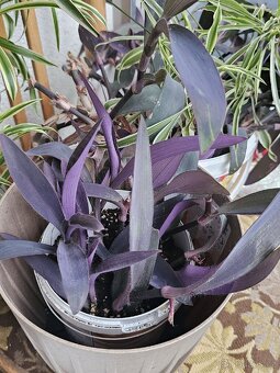 Voděnka fialová-tradescantia pallida - 3