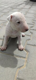 Anglický Mini Bulteriér bez PP - 3