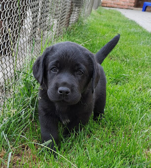 Černý pejsek labradora s PP - 3