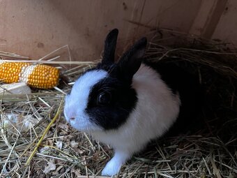 Zakrslý králík - 3