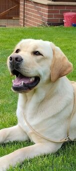 Labrador štěňátka s PP - 3