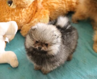 Pomeranian mini - 3