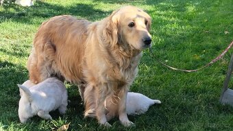 Zlatý retrívr - 3