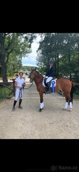 Zkušená drezurní pony klisna - 3