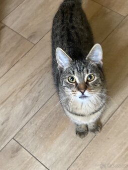 Daruji koťátka - 3