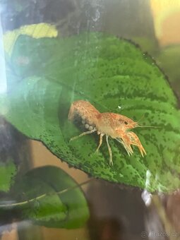 Rak mexický - CPO - 3