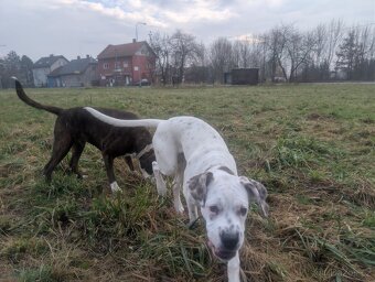 7mesicni štěně boxera a dogy - 3