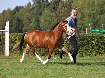 Welsh mountain pony, sekce A - 3