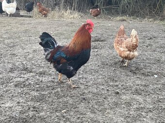 Prodám kohouta - 3