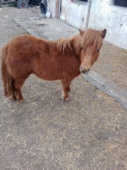 Minishetland hřebečci - 3