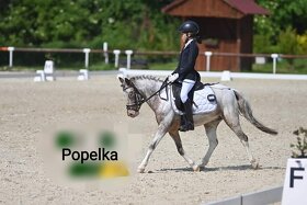 Pony klisna Popelka - 3
