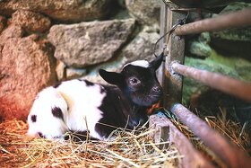 Holandská zakrslá koza s průkazem původu– vymazlená kůzlátka - 3