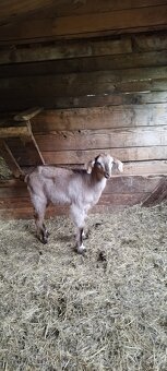 Nabízím anglonubíjska koza a kozlík oba bezrohý. - 3